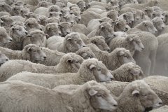 34-A flock of sheep